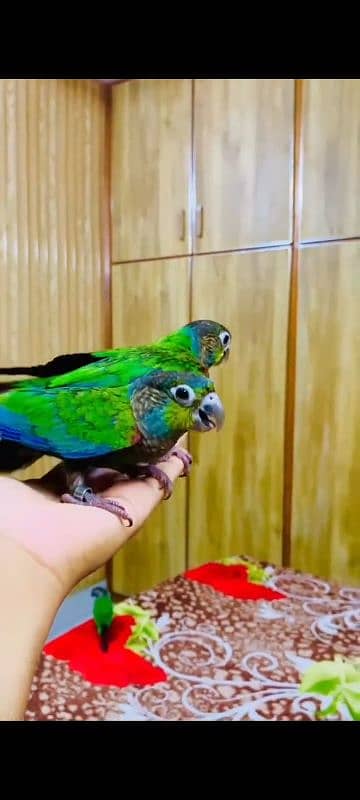 crimson bellied conure female flying and hand tame 3