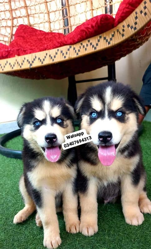 Siberian Husky puppies for sale 0