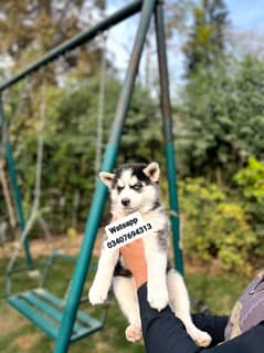 Siberian Husky puppies for sale 0