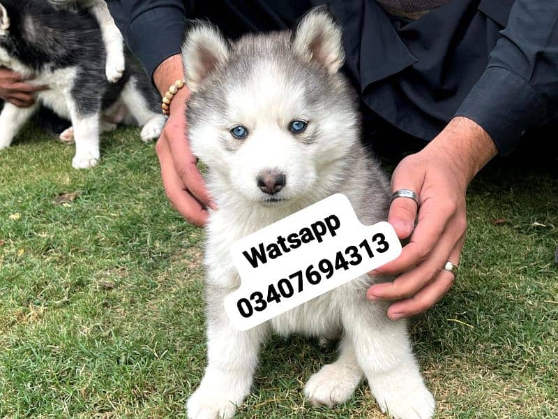 Siberian Husky puppies for sale 2