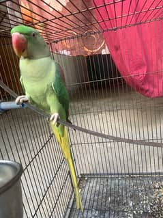 Almost 1 year pair with cage (2 parrots with cage)