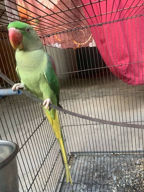 Almost 1 year pair with cage (2 parrots with cage) 1