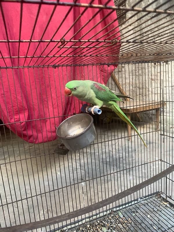 Almost 1 year pair with cage (2 parrots with cage) 2