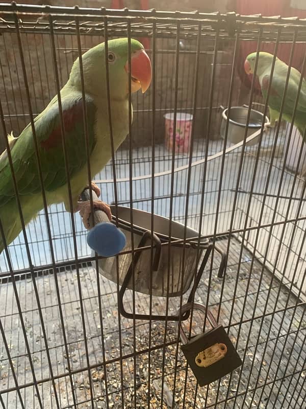 Almost 1 year pair with cage (2 parrots with cage) 3