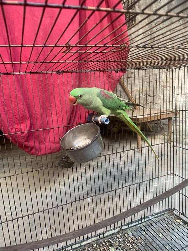 Almost 1 year pair with cage (2 parrots with cage) 4