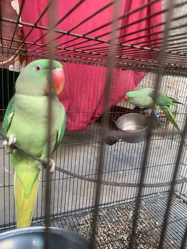 Almost 1 year pair with cage (2 parrots with cage) 5