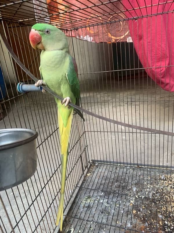 Almost 1 year pair with cage (2 parrots with cage) 6