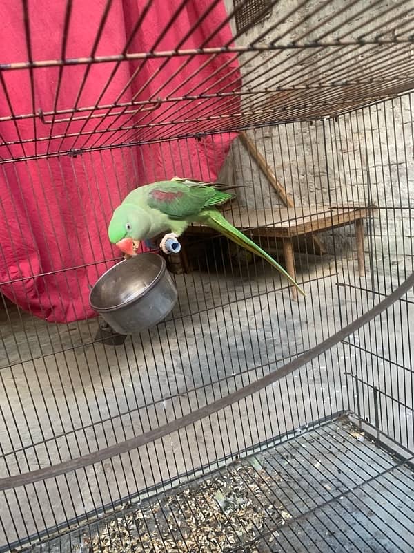 Almost 1 year pair with cage (2 parrots with cage) 7