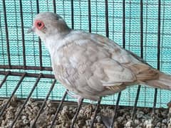 RED AND DIAMOND  PIED BREEDER MALE