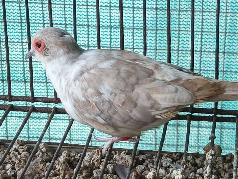 RED AND DIAMOND  PIED BREEDER MALE 1