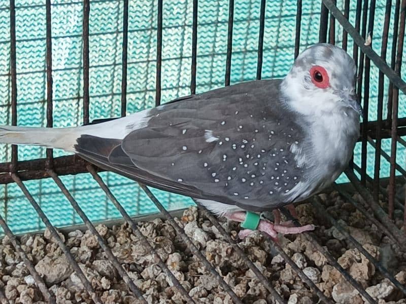 RED AND DIAMOND  PIED BREEDER MALE 3