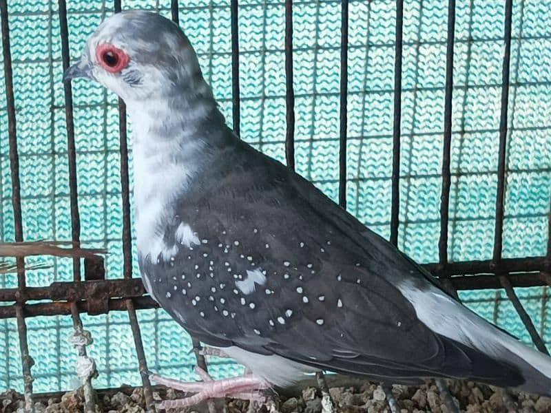 RED AND DIAMOND  PIED BREEDER MALE 4