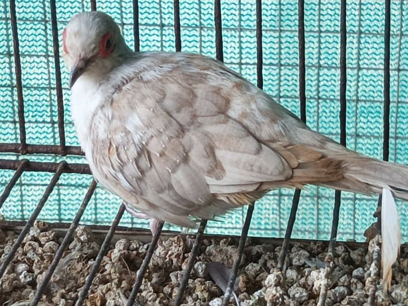 RED AND DIAMOND  PIED BREEDER MALE 5