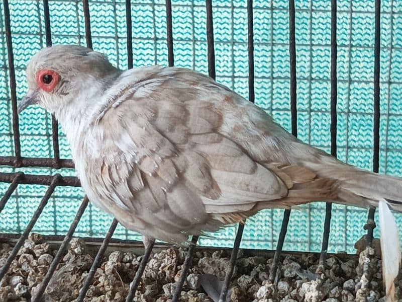 RED AND DIAMOND  PIED BREEDER MALE 6