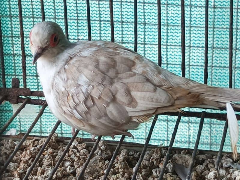 RED AND DIAMOND  PIED BREEDER MALE 7