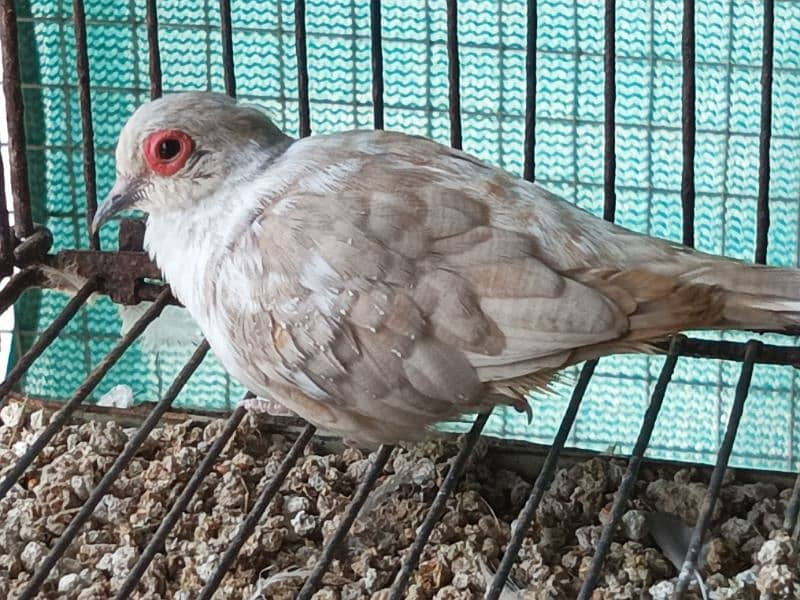 RED AND DIAMOND  PIED BREEDER MALE 8