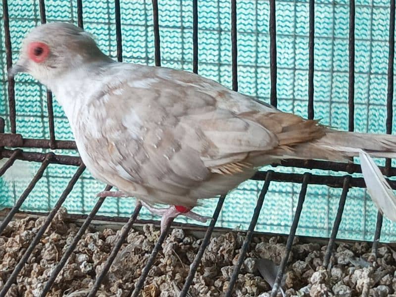 RED AND DIAMOND  PIED BREEDER MALE 9