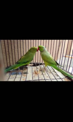 TOP QUALITY RINGNECK PARROT 1 PAIR AND 2 MALE'S JOMBOW SIZE