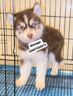 Siberian Husky puppies for sale Hai