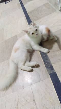 White Persian Female cat and a Male kitten