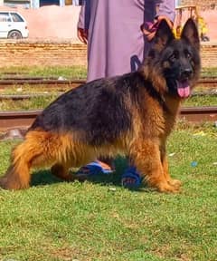 German Shepherd proper long coat female heavy Bond structure show