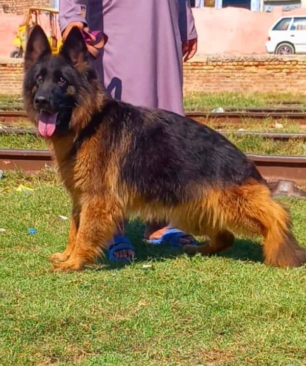 German Shepherd proper long coat female heavy Bond structure show 1