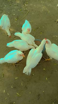 aseel chicks and breedar pair for sale 0