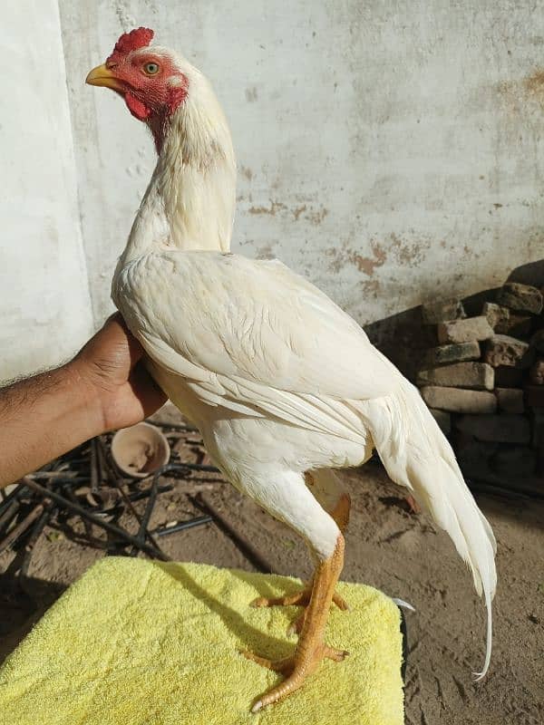 aseel chicks and breedar pair for sale 1