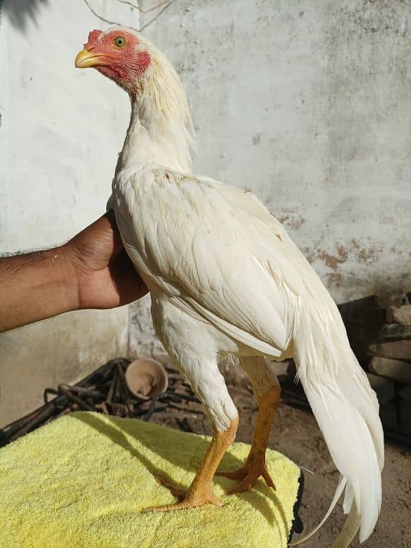 aseel chicks and breedar pair for sale 2