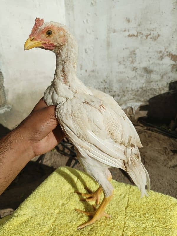 aseel chicks and breedar pair for sale 4