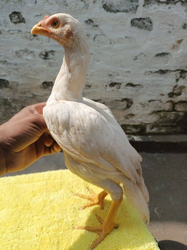 aseel chicks and breedar pair for sale 5