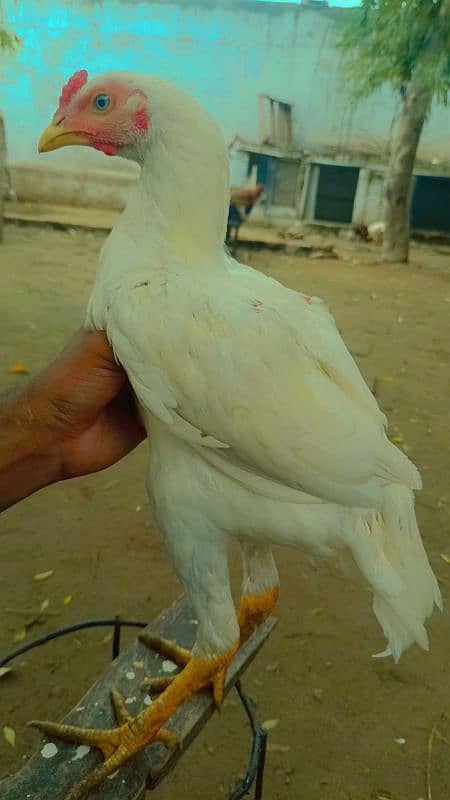 aseel chicks and breedar pair for sale 6