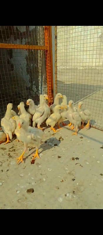 aseel chicks and breedar pair for sale 7