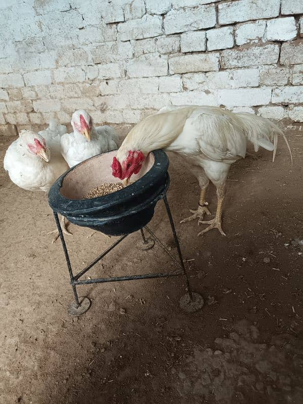 aseel chicks and breedar pair for sale 8