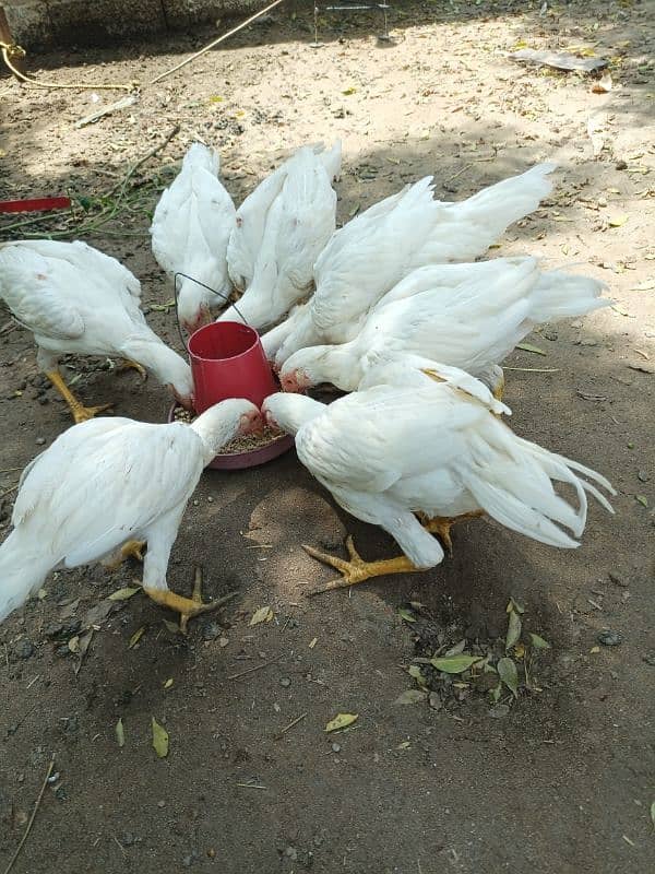 aseel chicks and breedar pair for sale 9