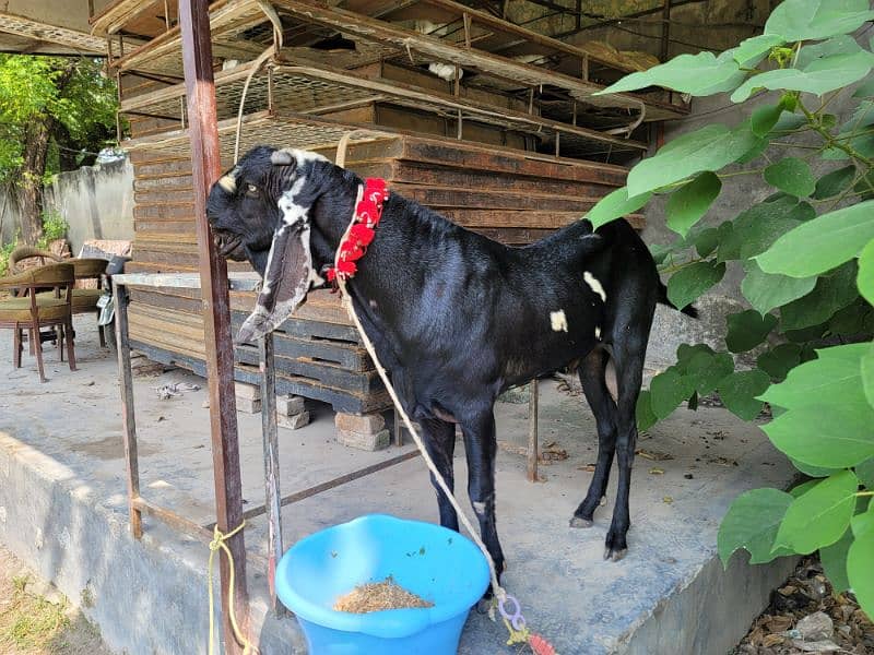 high quality breeder bakra 1