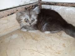 Persian Male Kitten Available for Sale