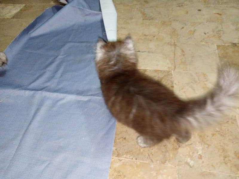 Persian Male Kitten Available for Sale 1