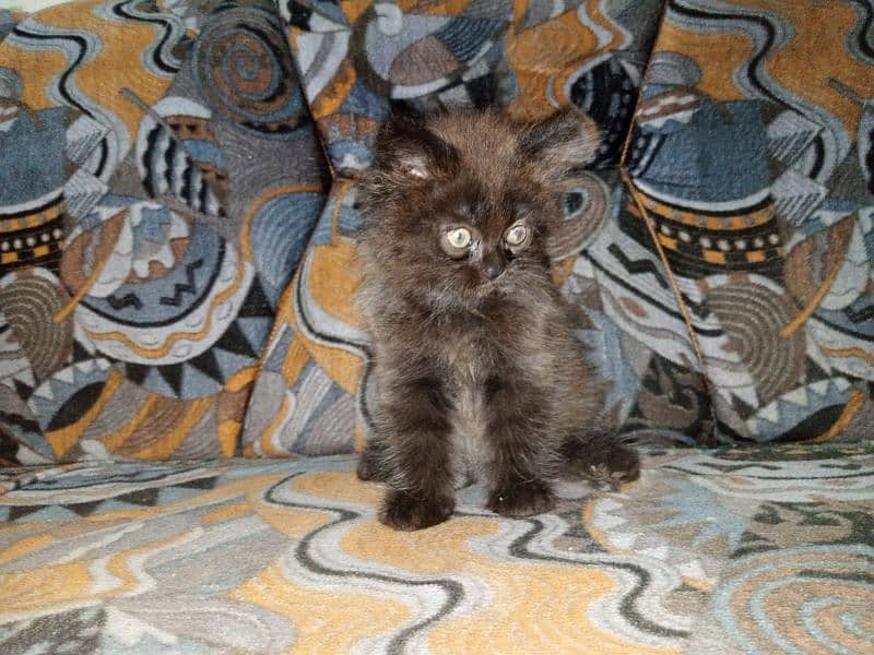 Persian Male Kitten Available for Sale 3