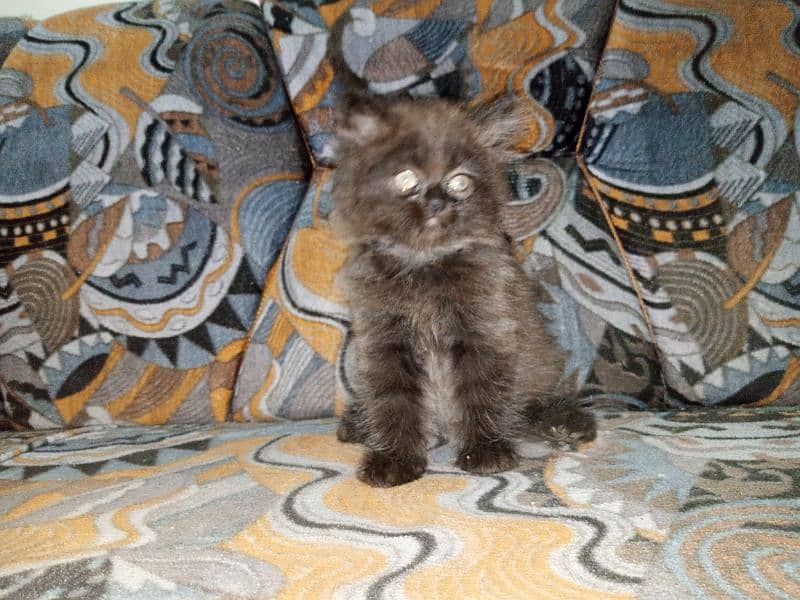 Persian Male Kitten Available for Sale 4