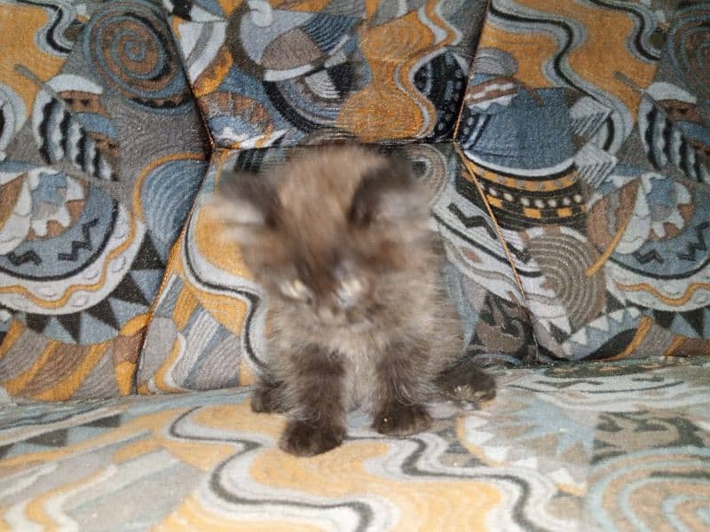 Persian Male Kitten Available for Sale 5