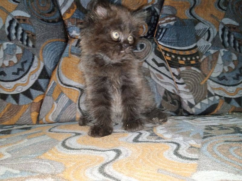 Persian Male Kitten Available for Sale 6