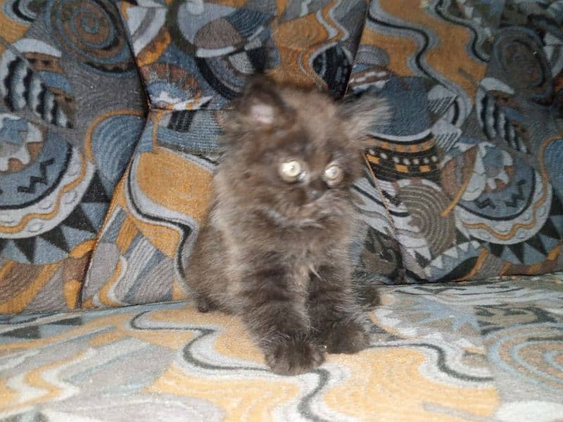 Persian Male Kitten Available for Sale 7