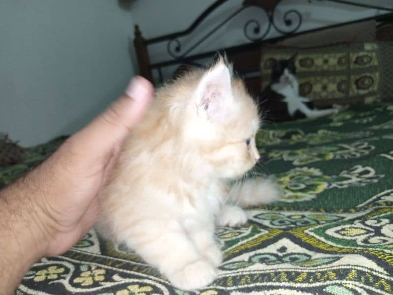 Persian Male Kitten Available for Sale 8