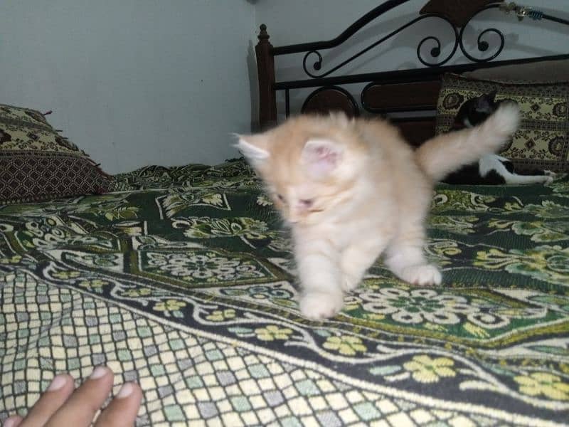 Persian Male Kitten Available for Sale 9