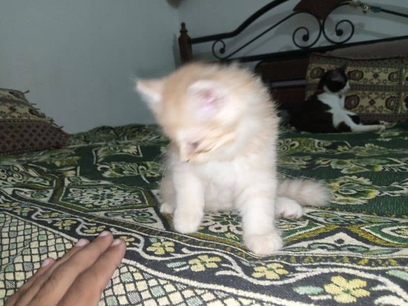 Persian Male Kitten Available for Sale 10