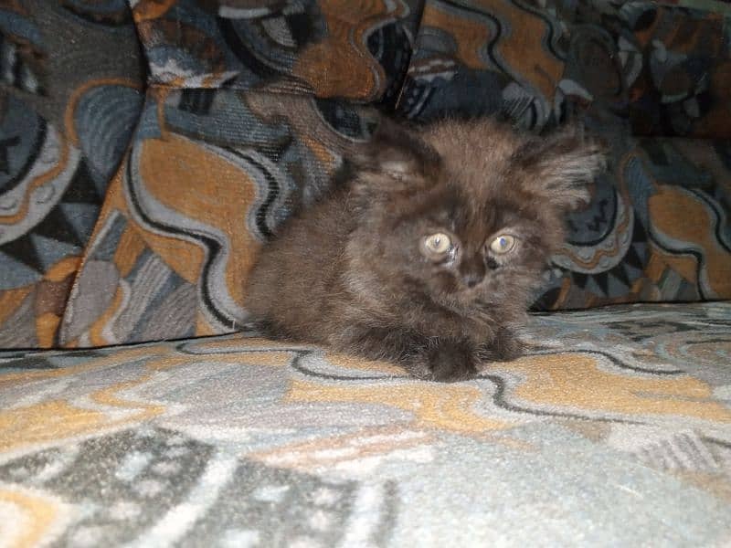 Persian Male Kitten Available for Sale 11