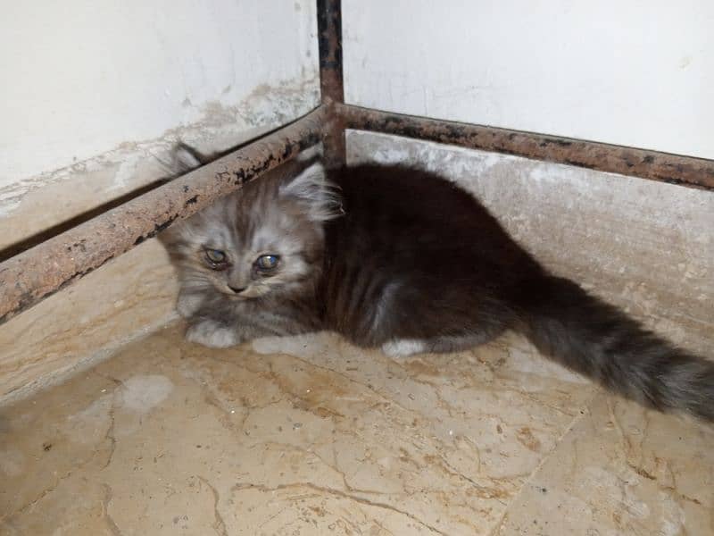 Persian Male Kitten Available for Sale 12