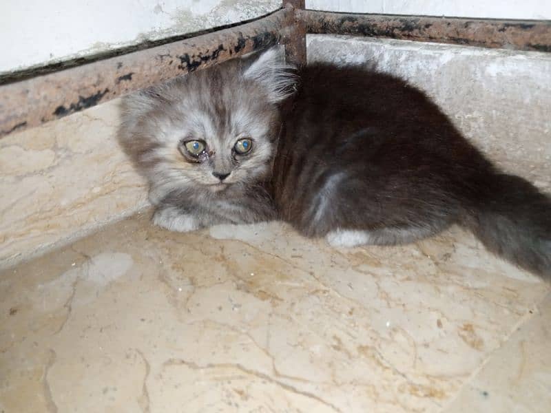 Persian Male Kitten Available for Sale 13