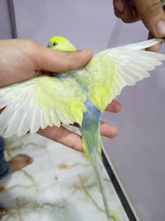 Violet Rainbow Budgie Pair